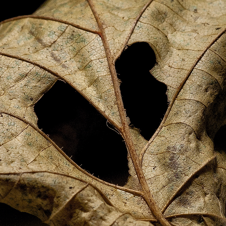 Blatt Studio 20141120_0416 als Smartobjekt-1 Kopie.jpg